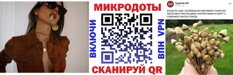Галлюциногенные грибы Psilocybe  Дмитров 